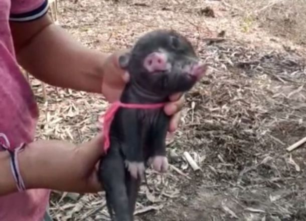 Aneh! Punya Anak Babi Berkepala Dua dengan Tiga Mata, Petani Ini Merasa Ketakutan