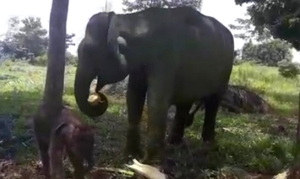 Dari Indukan Bernama Nia, Anak Gajah Sumatera Lahir di Pusat Latihan Gajah Minas