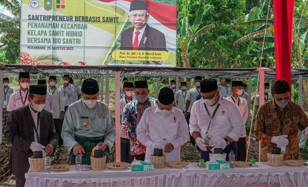 Wapres  Tanam Kecambah Sawit Hibrid Bersama 100 Santri