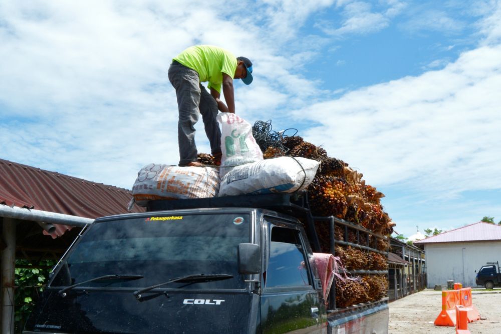 Kenaikan Harga Sawit Riau Pekan Ini Imbas Kenaikan Harga CPO