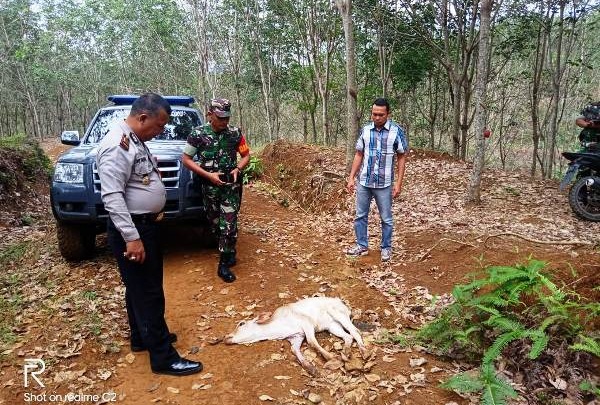 Waspada! Harimau Sumatera Masuk Perkampungan, 4 Ekor Sapi Milik Warga Mati Dimangsa