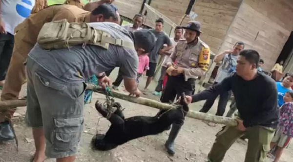 Dibantu Bhabinkamtibmas, BBKSDA Riau Evakuasi Beruang Madu Betina yang Terjerat di Kebun Sawit