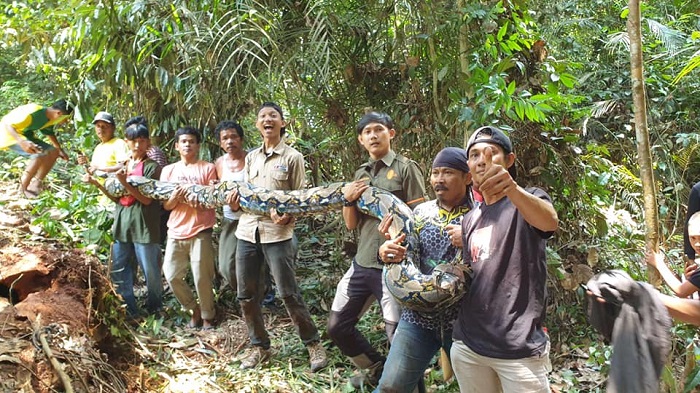 Piton Raksasa Yang Ditangkap  di Sungai Buluh Ternyata Dua Ekor Betina   Sedang Mengerami Banyak Telur