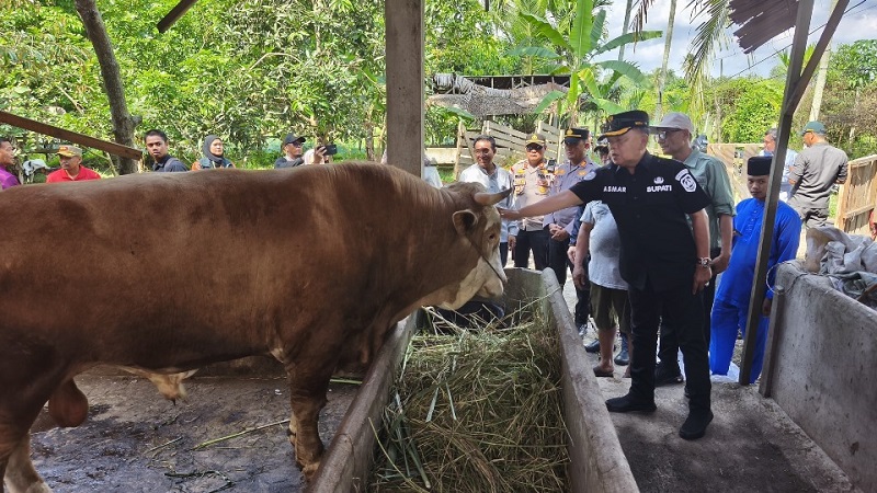 Ini Nih, Sapi Bantuan Presiden untuk Warga Meranti, Beratnya 903 Kg