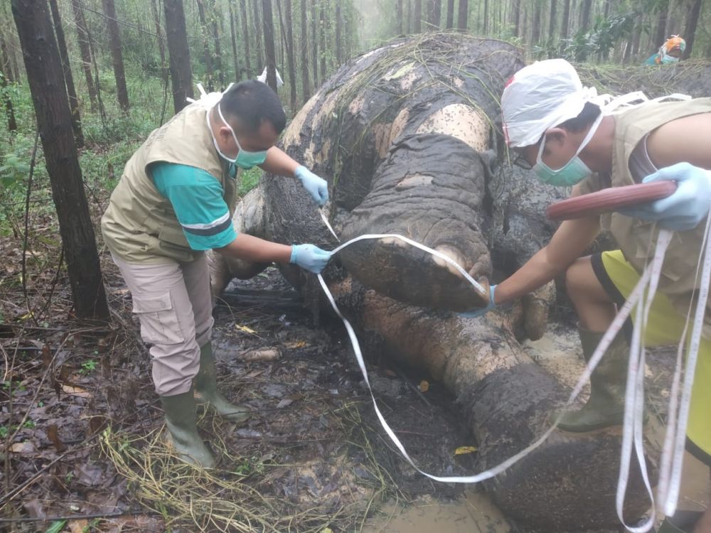 BBKSDA Riau Pastikan Bangkai Gajah di Areal Konsensi PT Arara Abadi Mati karena Dibunuh
