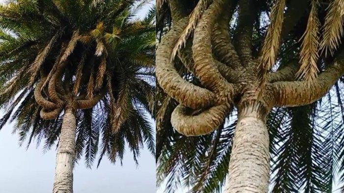 Heboh, Ada Pohon Kelapa Bercabang 9 di Siak-Riau, Pernah Ditawar Rp 350 Juta, Ini Keistimewaannya