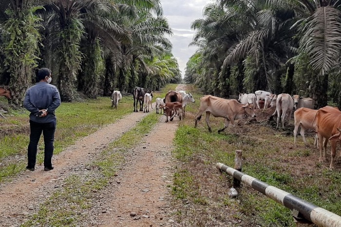 Ternak Terpapar PMK Sembuh, Riau Kembali Nihil PMK