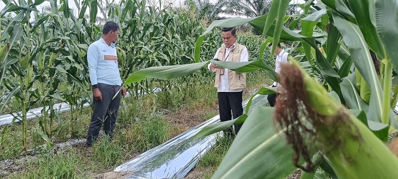 Berkunjung ke Ladang Jagung Pipil Poktan Amara Jaya di Jalan Uka Pekanbaru, Kami  Tergugah Karena Pak Prabowo...