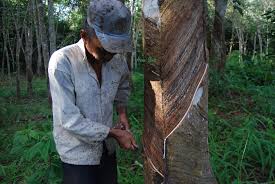 Petani Desak Pemkab Rohul Realisasikan Normalisasi Harga Karet