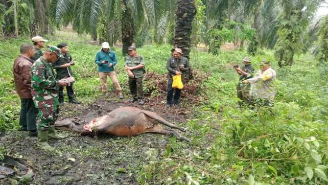 BBKSDA Riau Mitigasi Dugaan Konflik Harimau Sumatera di Kecamatan Dayun