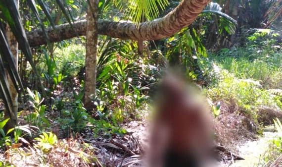 Cari Bibit, Pria di Gaung Anak Serka Dikejutkan Penampakan Mayat Tergantung di Pohon Kelapa