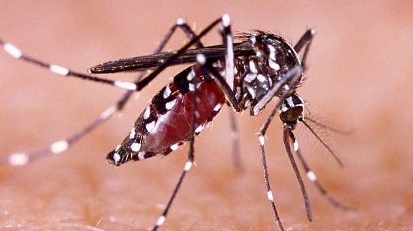 GAWAT! Kasus DBD di Riau Makin Ganas