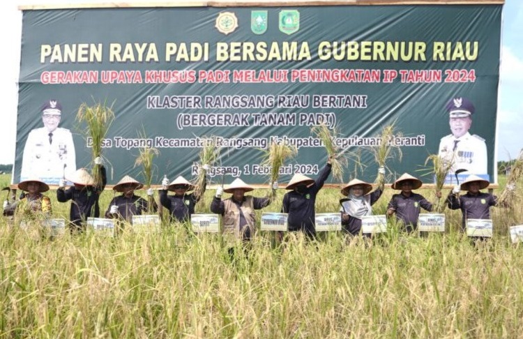 Hasilkan  209 Ribu Ton Gabah Kering, Meranti  Produsen Padi Terbanyak di Provinsi Riau