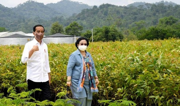 Jokowi Bersama Megawati Tinjau Persemaian Rumpin, Bahas Rehabilitasi Lahan-lahan Kritis...