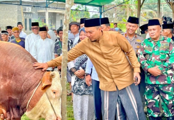 Bupati Inhu Serahkan Sapi Bantuan Presiden kepada Warga Seberida