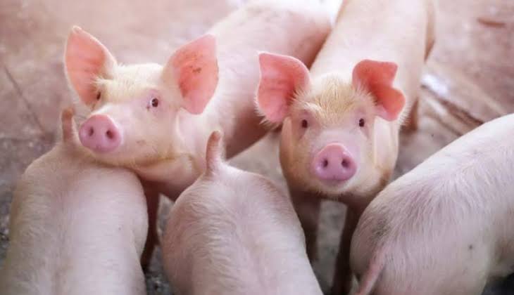 Ancaman Covid-19 Belum Usai, Virus Baru Muncul di China, Katanya Berasal dari Babi
