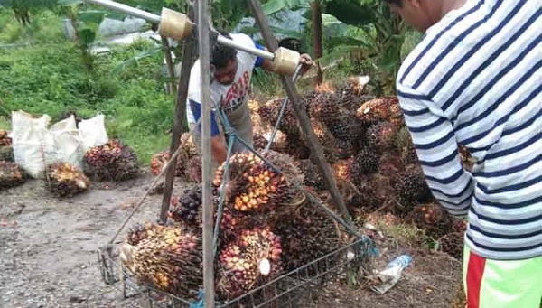 Harga TBS Sawit Kembali Turun Minggu Ini