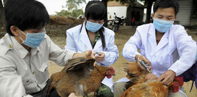 Wah Gawat! Belum Kelar Urusan Virus Corona, China Dihantui Flu Burung, 17 Ribu Unggas Dimusnahkan