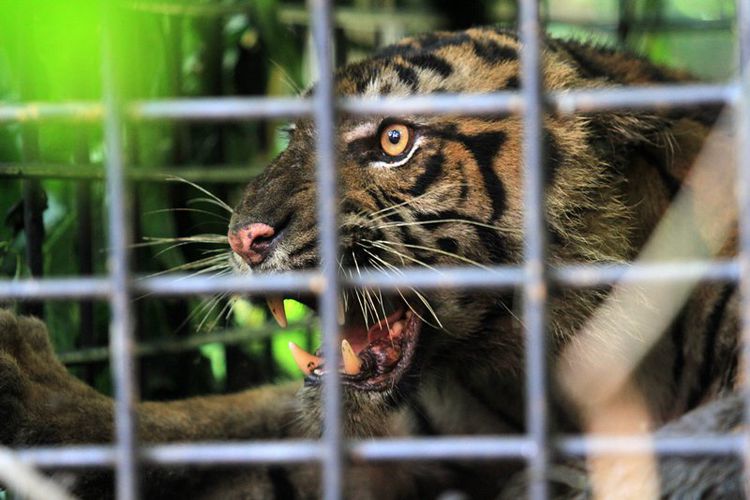 Seekor Anak Harimau Sumatera Masuk Perangkap BKSD, Dua Ekor Lain Masih Dicari