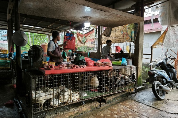 Harga Ayam Potong di Pekanbaru Naik Drastis