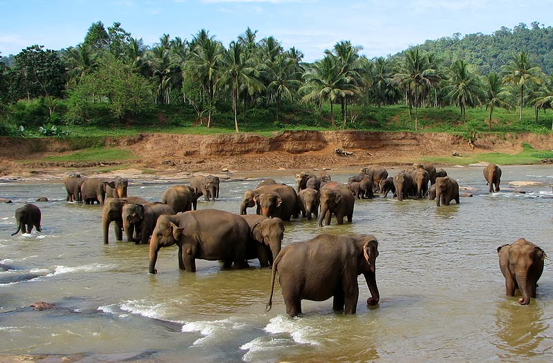 Meriahkan Datang Bulan Suci Ramadhan, Balai TN Tesso Nilo Gelar Balimau Kasai Bersama 10 Ekor Gajah 