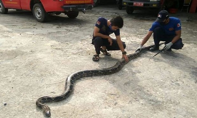 Pemilik Teriak Histeris, Ular Piton 5 Meter Tiba-tiba Masuk ke Toko Baju