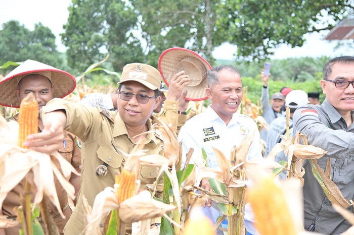Kelompok Tani Pasir Putih Bersatu Balai Jaya Panen Raya Palawija Bersama Wakil Bupati
