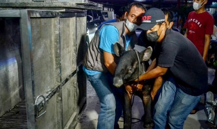 DUHAI KASIHAN.... Tapir Berita Dewasa Cedera Parah Setelah Terkena Jerat di Kebun Sawit di Minas