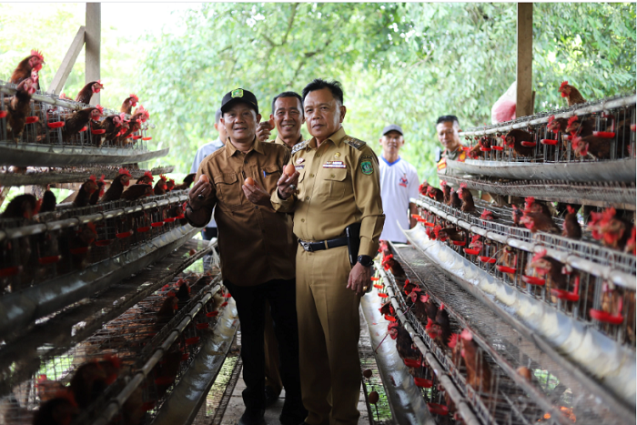 Plt Bupati Asmar Kunjungi Kelompok Peternak Ayam Petelur di Batang Malas