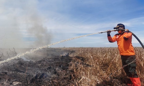 Udara Panas, Sejumlah Area Terbuka di Riau Terbakar, BPBD Lakukan Pemadaman