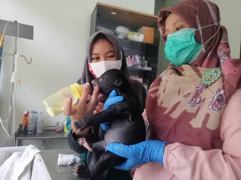 BBKSDA Riau Evakuasi Bayi Beruang Madu di Pangean, Kuansing