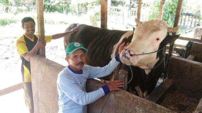 Biar Tidur Nyenyak, Sapi Kurban 1 Ton 'Mike Tyson' Milik Jokowi Ini Dibelikan Karpet Seharga Rp 2 Juta