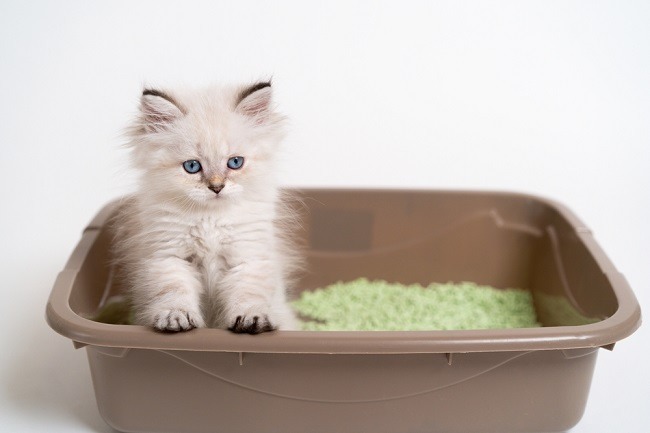 Pencinta Kuving Harus Baca Ini Mulut Kucing Bau, Ketahui Penyebab dan Cara Mengatasinya
