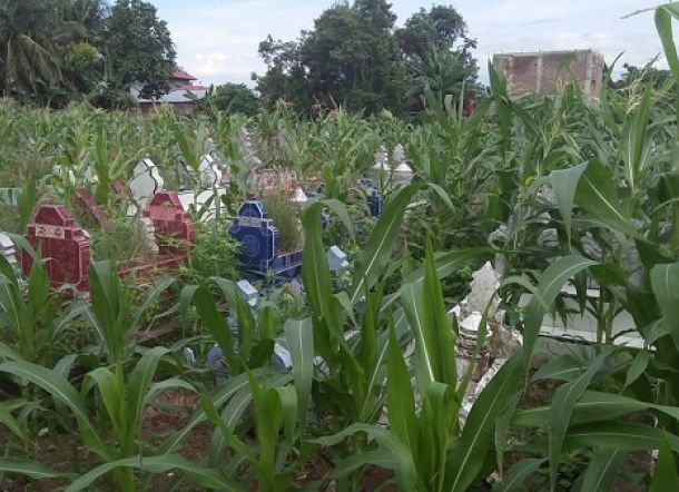 ASTAGA... Pekuburan Ini Malah Berubah Jadi Ladang Jagung, Siapa yang Tanam?