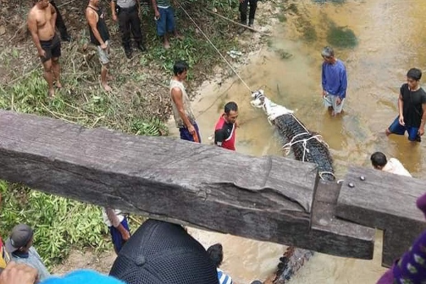 Heboh! Warga Tangkap Buaya Raksasa dengan Bobot Setengah Ton, Katanya Masih Ada yang Lebih Besar
