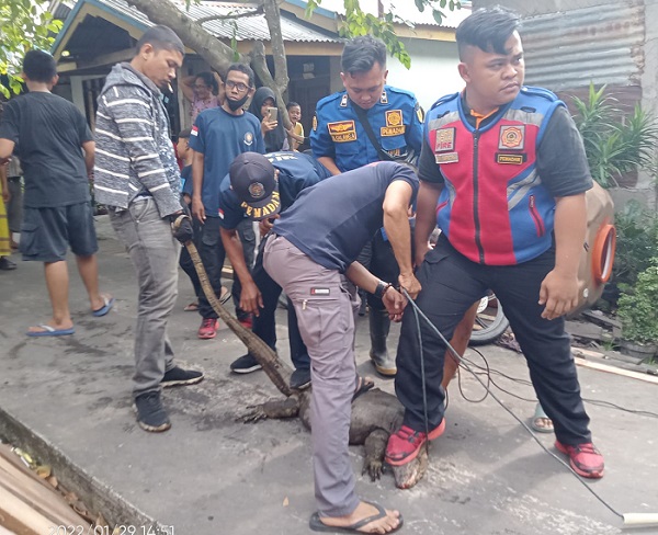 Biawak Sebesar Komodo Bikin Heboh Warga Kampung Baru, Untuk Menaklukkannya Butuh...
