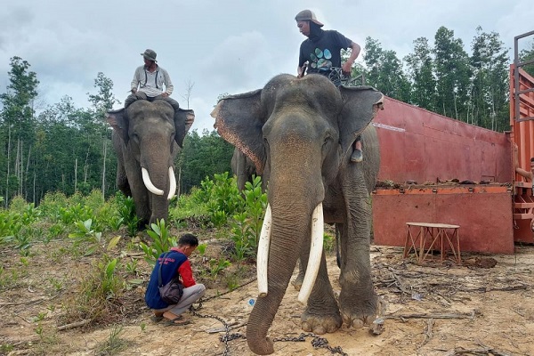 BKSDA  Riau Evakuasi  Gajah Sumatera 'Kaesang dan Dodo' dari Peranap ke TNTN