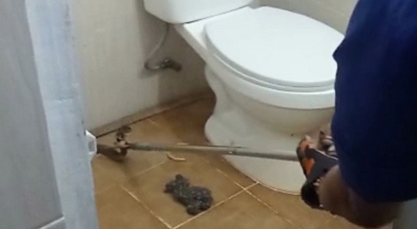 Muncul di Kloset, Ular Kobra Bikin heboh Penghuni Tempat Usaha Oleh-oleh di Pekanbaru.