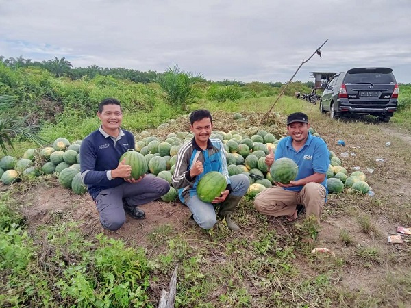 Petani Muda Sukses Berkebun Semangka, Raup Untung Puluhan Juta Rupiah