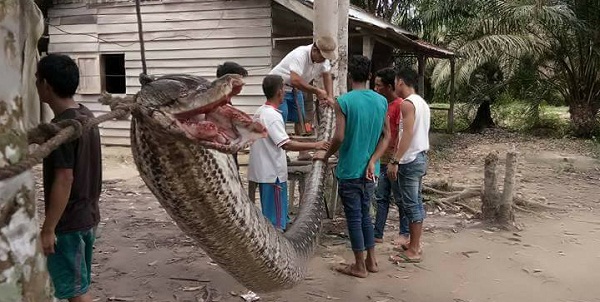 PITON RAKSASA...Ini Ular yang Serang  dan Gigit Robert Nababan  Sampai Koyak-koyak dan Pingsan...