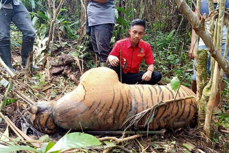 Kabar Buruk! Seekor Harimau Sumatera Ditemukan Mati Terjerat Kawat di Bengkulu
