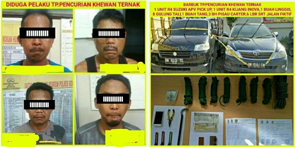 Rampok Gila, Curi Sapi Milik Warga Kampar Pakai Mobil Innova dan APV