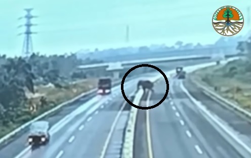 Gajah Yang Terobos Tol Pekanbaru Dumai Bernama Condet, Saluran Underpass Tertutup Air,  Jebol Tembok Beton...