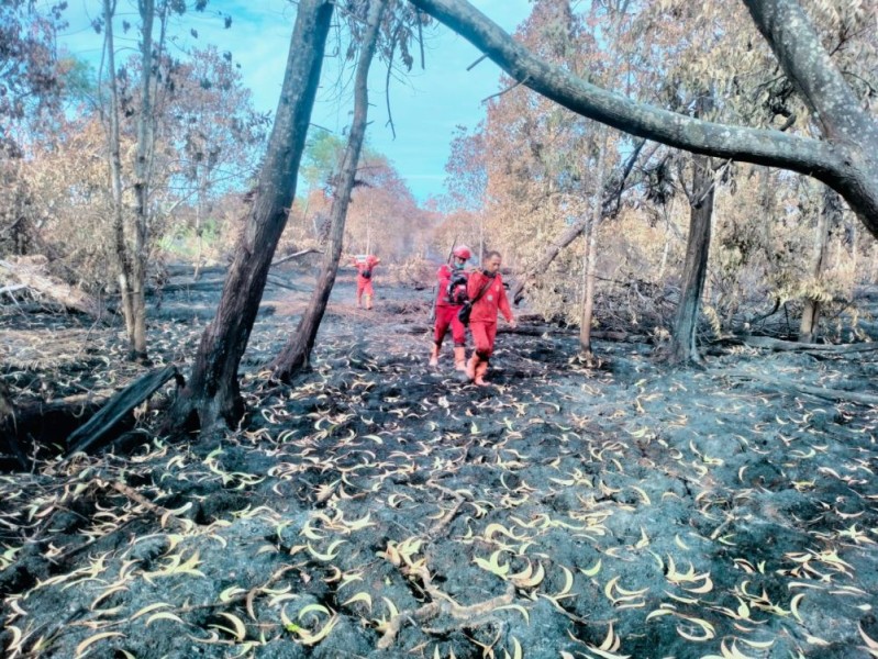 Karhutla di Desa Kelemantan Barat Belum Tuntas, Vegetasi Akasia Jadi Tantangan Pemadaman