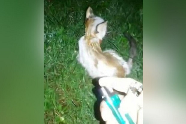 Kucing Dibakar Hidup-hidup, Ada Hadiah Rp34,6 Juta Bagi Siapa Saja yang Bisa Dapatkan Info tentang Pelakunya