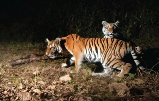 Lacak Keberadaan Harimau Sumatera, BBKSDA Riau Pasang Kamera Trap di Tapung-Kampar