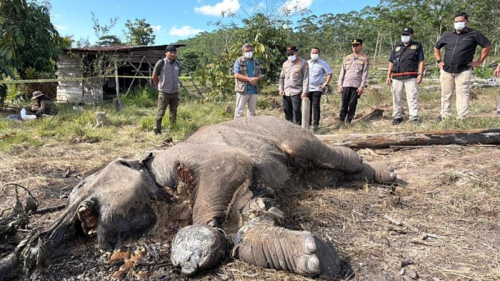 Satu Lagi Gajah Sumatera Mati di TNTN, Diduga Kaki Infeksi Karena Kena Jerat