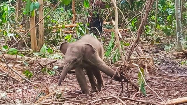 Lagi, Anak Gajah di Inhu-Riau Kembali Terkena Jerat Pemburu