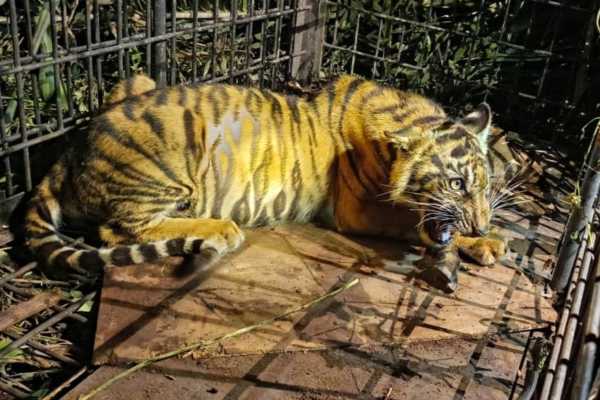Anak Harimau Sumatera Masuk Kandang Jebak di Desa Pulau Muda Pelalawan