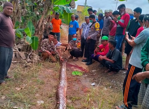 Ibu Rumah  Tangga di Muara Sabak  Meninggal Dunia Dililit Piton Sebesar Tiang Listrik